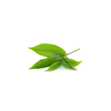 Herbilogy Green Tea Extract Powder (Teh Hijau)